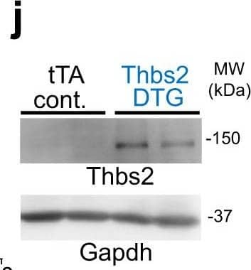 Western Blot Thrombospondin-2 Antibody (230934) [Unconjugated]