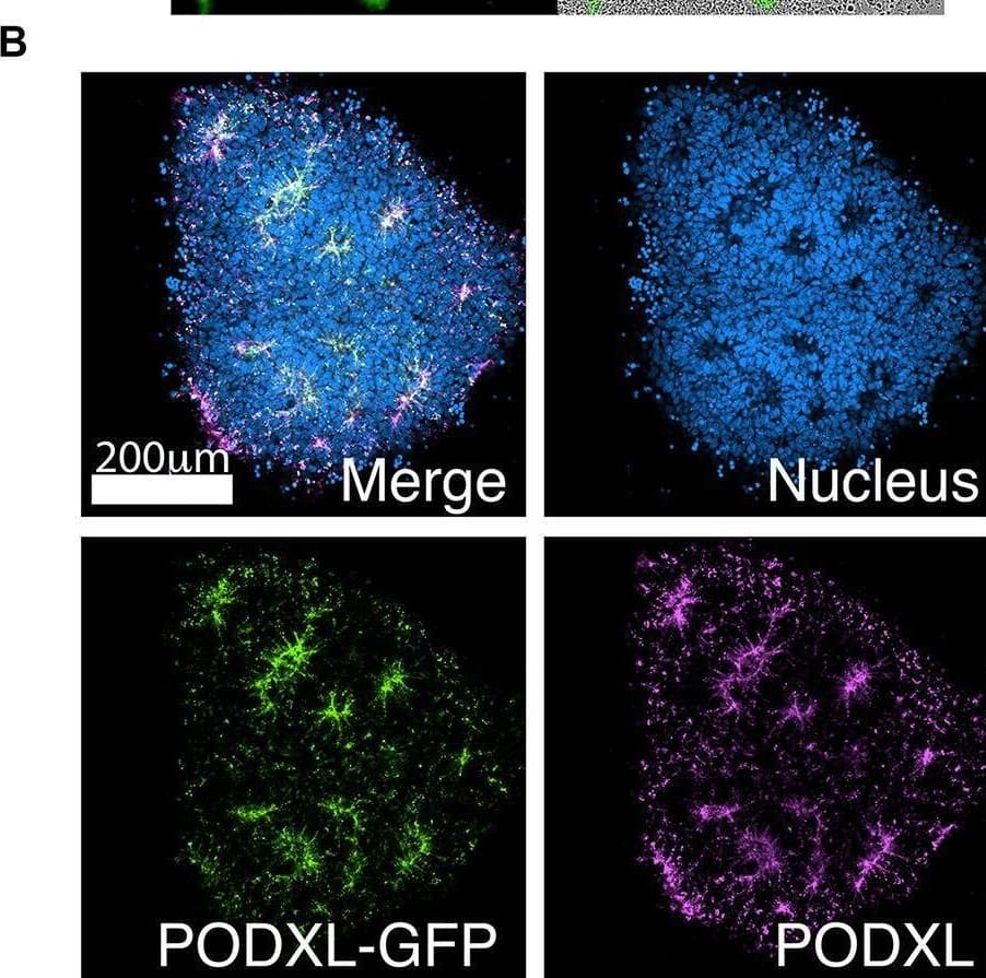 Live-tracking of NPC rosette morphogenesis. (A–C) Live imaging of 1196a hiPSC expressing Lifeact-GFP (A) or PODXL-GFP (C) for 12 h after colonies were allowed to reattach for 2 h. (B) Confocal images of PODXL-GFP NPC rosettes stained with anti-PODXL. GFP localization mirrors endogenous PODXL localization. Note that, while a uniform prominent GFP signal is initially seen throughout the apical surface of the recently plated colony, at later time points, GFP-enriched regions are concentrated at the constricted centers of the rosettes (lumen). It is likely that, as the colony expands rapidly, the apical surface area of non-rosette cells dramatically increases, resulting in reduced GFP signal intensity per unit area. Scales as indicated. Image collected and cropped by CiteAb from the following open publication (//pubmed.ncbi.nlm.nih.gov/33178701), licensed under a CC-BY license. Not internally tested by R&D Systems.