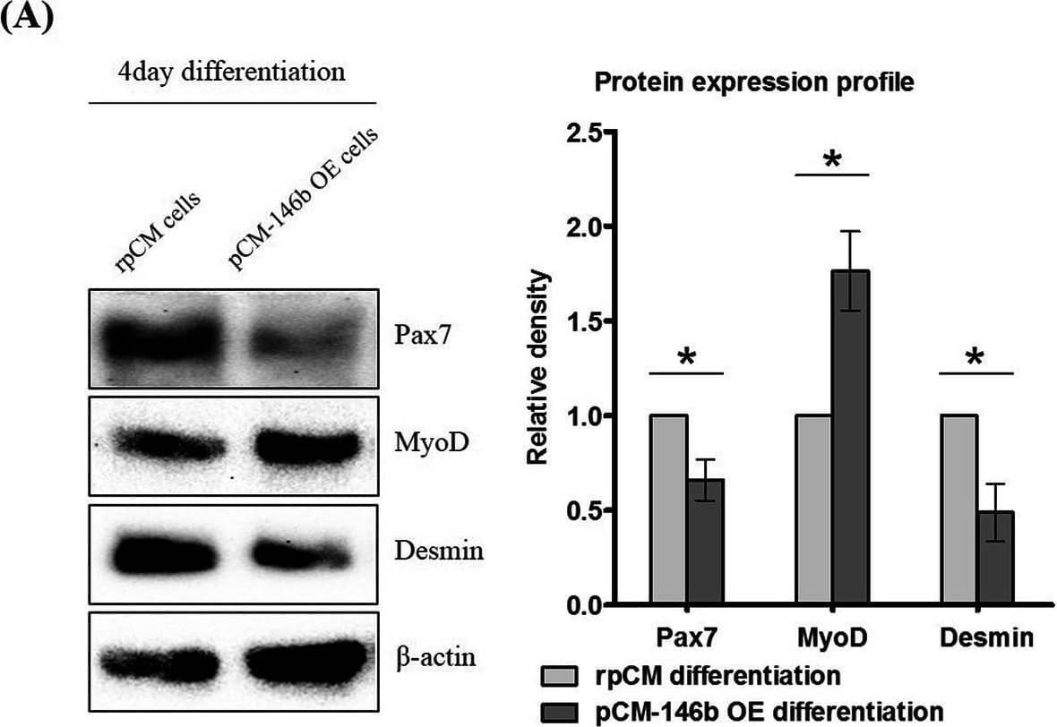 Western Blot Pax7 Antibody (PAX7) [Unconjugated]