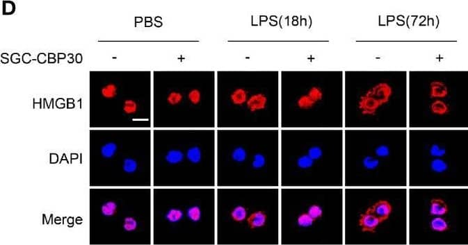 Inhibitory effect of SGC-CBP30 on HMGB1 release and expression in LPS-stimulated cells. THP-1 cells (A) and primary MPM cells (B) were treated with SGC-CBP30 (4 μM) at 8 h after stimulation with LPS (500 ng/ml). After LPS stimulation for the indicated time, HMGB1 release was measured by ELISA. THP-1 cells were treated with LPS (500 ng/ml) for 8 h and then incubated with SGC-CBP30 (4 μM). After the indicated time of LPS stimulation, nuclear and cytoplasmic fractions were analyzed by Western blot using anti-HMGB1 antibody (C). Cells were incubated with mouse anti-HMGB1 antibody and then incubated with Alexa Flour 555-conjugated anti-mouse (red) secondary antibody. The nuclei were counterstained with DAPI (blue). The location of HMGB1 was observed under a confocal laser microscope. Scale bar: 10 μm (D). The cell lysates were immunoprecipitated with anti-HMGB1 antibody, followed by immunoblotting with anti-acetyl lysine and anti-HMGB1 antibodies (E). Quantification of HMGB1 transcripts by real-time PCR with GAPDH as the internal control (F). Whole cell lysates were subjected to immunoblotting with anti-HMGB1 and anti-beta -actin antibodies (G). Data shown were representative of three independent experiments. Error bars indicate mean ± SD. *p < 0.05; **p < 0.01; ***p < 0.001. Image collected and cropped by CiteAb from the following open publication (//pubmed.ncbi.nlm.nih.gov/33603756), licensed under a CC-BY license. Not internally tested by R&D Systems.