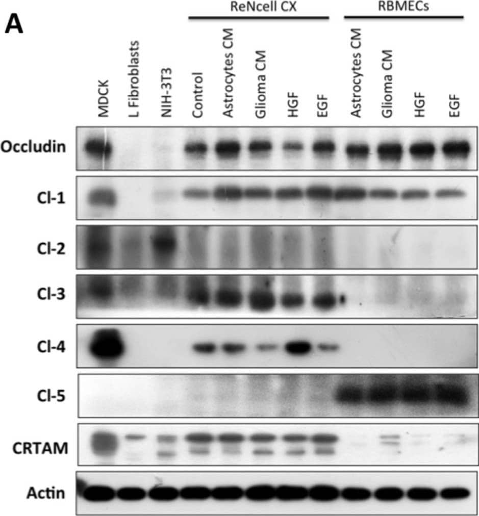 Expression of TJ proteins in transmigrating cells favors their passage across RBMECs.A) Analysis by Western blots of the expression of occludin, claudins 1 to 5 and CRTAM in NIH-3T3and L-fibroblasts, ReNcells CX and RBMECs. B) The transmigration of NIH-3T3 and L-fibroblasts acrossRBMECs is independent of the CM present in the basal compartment, but is significantly higher inNIH-3T3 fibroblasts that express claudin-2 than in L-fibroblast that do not express TJ proteins.N = 3, F(1,6) = 232.22, ***P<0.001; F(2,8) = 0.0895, ns = not significant; as assessed by two-wayANOVA followed by Bonferroni's post hoc test. C) Exogenous expression of occludin in L-fibroblastsenhances their transmigration across RBMECs monolayers. N = 9, t = 6.411, df = 8; ***P<0.001 asassessed by Student's t-test. D) Competing CRTAM mediated adhesion with soluble human CRTAM(CRTAM-Fc) added to the upper compartment of a Millicell insert, reduces transmigration of ReNcellsCX. N = 4, F(2,6) = 73.86; ***P<0.001, ns = not significant; as assessed by one-way ANOVAfollowed by Bonferroni's post hoc test. Image collected and cropped by CiteAb from the following open publication (//pubmed.ncbi.nlm.nih.gov/23637756), licensed under a CC-BY license. Not internally tested by R&D Systems.