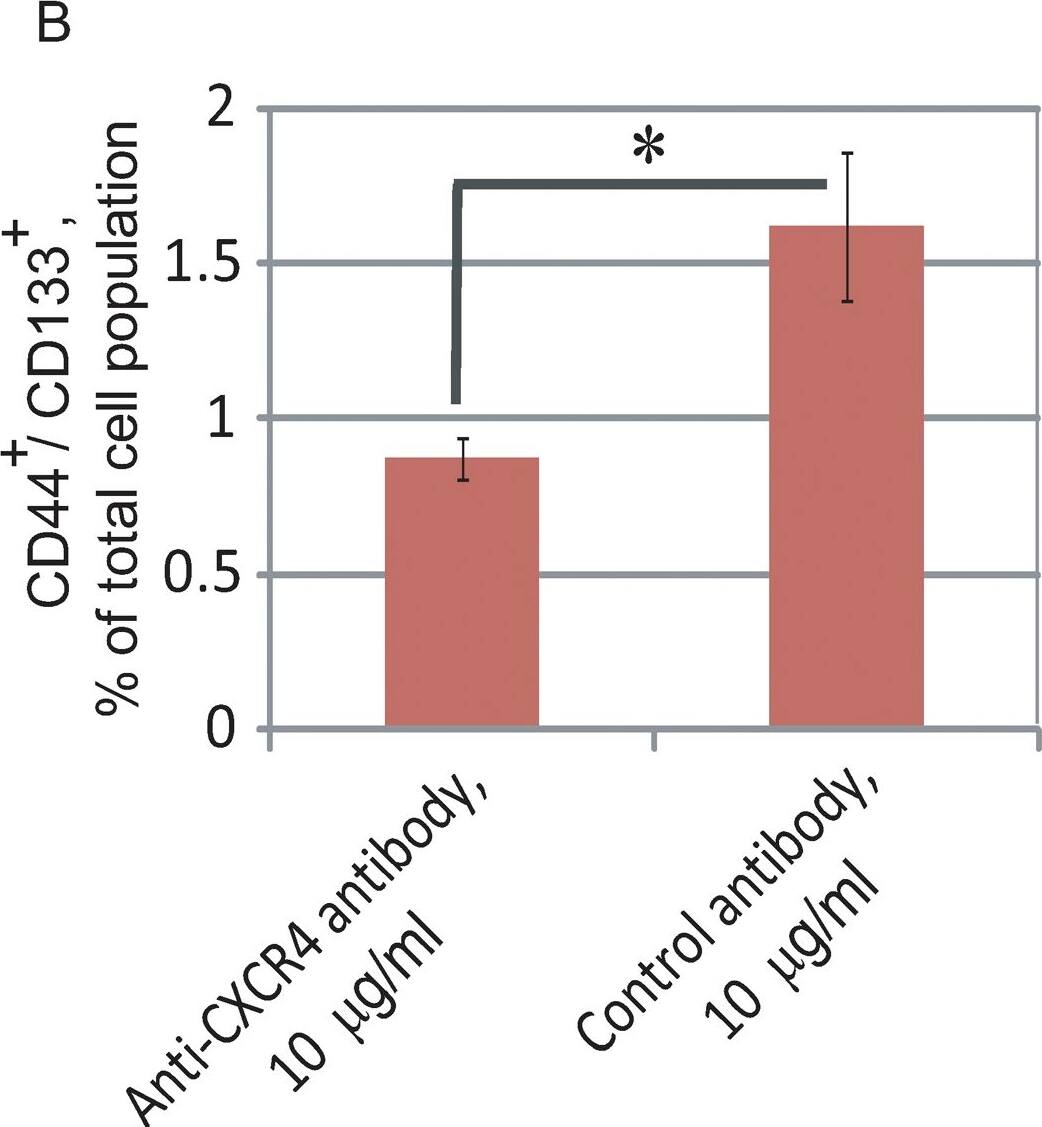 <b>Biological Strategies Validation. </b>CXCR4 neutralization leads to attenuation of the CD44+/CD133+ prostate progenitor population.(A) DU145 cells were plated in 96-well low-attachment plates at 100 cells per well (5 replicates) and the spheres were grown in serum-free, EBM medium with supplements. The antibodies were replenished daily. Cells were imaged with an Acumen eX3 microplate cytometer and spheres were detected using image analysis software. The sphere size was measured by GFP intensity. The spheres were discriminated from cell debris using a Gaussian filter. The spheres included in the analysis are outlined in red and indicated by arrows. Representative data from one of two independent experiments is shown; *- p value<0.05. (B) Flow cytometry analysis revealed attenuation of CD44+/CD133+ population in DU145 cells treated with 10 µg/ml neutralizing anti-CXCR4 (mouse monoclonal IgG, clone 44716, R&D Systems) or 10 µg/ml control antibody (mouse IgG isotype control, Lifespan Bioscience Inc.) for 5 days. The cell were grown in medium supplemented with 2% FBS. Culture medium was refreshed every second day; *- p value<0.05. (C) Western blot analysis of DU145 cells treated with 10 µg/ml neutralizing anti-CXCR4 antibody for 5 days demonstrated downregulation of the PI3K/AKT pathway activation compared to the cells treated with 10 µg/ml control antibody. The cell were grown in medium supplemented with 2% FBS. Culture medium was refreshed every second day. (D) Preincubation of prostate cancer cells with neutralizing anti-CXCR4 antibody significantly delays tumor growth. 5×105 DU145 cells pretreated with neutralizing anti-CXCR4 or control antibody for 5 days were embedded in BD matrigel and injected s.c. into NOD/SCID mice.*- p value<0.01. Image collected and cropped by CiteAb from the following publication (//dx.plos.org/10.1371/journal.pone.0031226), licensed under a CC-BY license. Not internally tested by R&D Systems.