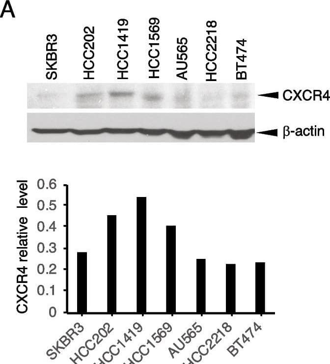 Targeting CXCR4 abrogates trastuzumab resistance. A HER2 + breast cancer cells with or without primary trastuzumab resistance were examined for CXCR4 expression with its antibody (UMB2, Abcam) using western blot analysis. The density of the bands was quantitatively analyzed. B, C Cell lines with high expression of CXCR4 (HCC1419 and HCC202) and low expression of CXCR4 (BT474 and SKBR3) were seeded in 3D Matrigel and treated with trastuzumab (B) or AMD3100 with SDF-1 alpha  (4 ng/ml). (C). The total area of the acini was quantitatively analyzed (see “Materials and methods” section). D HCC1419 cells grown in 3D Matrigel culture were treated with trastuzumab (2 µg/ml), AMD3100 (1 µM), SDF-1 alpha  (4 ng/ml), or the combination. Photographs were taken on day 13 after the start of treatment. The total area of the acini was quantitatively analyzed using AlphaView SA software (E). F–I Clonogenic assay. HCC1419 (F) and HCC202 (H) cells were seeded at low density and treated with AMD3100 (0.5 µM), SDF-1 alpha  (4 ng/ml), trastuzumab (2.5 µg/ml), or the combination. The plates were scanned on day 18 after the start of treatment. Colony formation was quantitatively analyzed using AlphaView SA software. E, G, I Data were analyzed using one-way ANOVA and are reported as mean ± SD of triplicates, representing two independent experiments (*P < 0.0001 compared with vehicle) Image collected and cropped by CiteAb from the following open publication (//pubmed.ncbi.nlm.nih.gov/37280713), licensed under a CC-BY license. Not internally tested by R&D Systems.