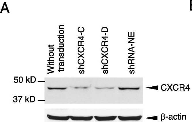 Knockdown of CXCR4 abrogates trastuzumab resistance. CXCR4 was silenced by specific shRNA in HCC1419 cells (“Materials and methods” section). The puromycin-resistant stable colonies were pooled together and named shCXCR4. A pool of cells infected with the lentivirus containing a non-effective vector (shRNA-NE) was selected and used as the control. A Western blot analysis was used to confirm the reduction in CXCR4 expression. B Illustration of co-cultures. C. BCAFs and HMFs were cultured in Dulbecco modified Eagle medium/nutrient mixture/F-12 supplemented with 10% FBS for 72 h. The culture supernatant was collected and tested for SDF-1 alpha  using ELISA following the manufacturer’s instructions. The medium used for the cell culture was used as the negative control. The data were analyzed with one-way ANOVA. D, E CXCR4-knockdown cells or non-silent control cells were co-cultured with BCAFs (D) or with BCAFs and PBMCs (E) in 3D, followed by treatment with trastuzumab as illustrated in B. At the endpoint of the study, relative cell viability was quantitatively analyzed using CellTiter-Glo 3D viability assay kit. The data were analyzed with one-way ANOVA (*P < 0.05, **P < 0.01, ***P < 0.001 compared with the non-silent control cells). F, G CXCR4-knockdown cells or non-silent control cells were used for trastuzumab-induced antibody-dependent cellular cytotoxicity (detail in “Materials and methods” section). The cells were stained with propidium iodide and analyzed by flow cytometry (F). Data were analyzed using t-test analysis of variance and are reported as the mean ± SD of triplicates (G) Image collected and cropped by CiteAb from the following open publication (//pubmed.ncbi.nlm.nih.gov/37280713), licensed under a CC-BY license. Not internally tested by R&D Systems.