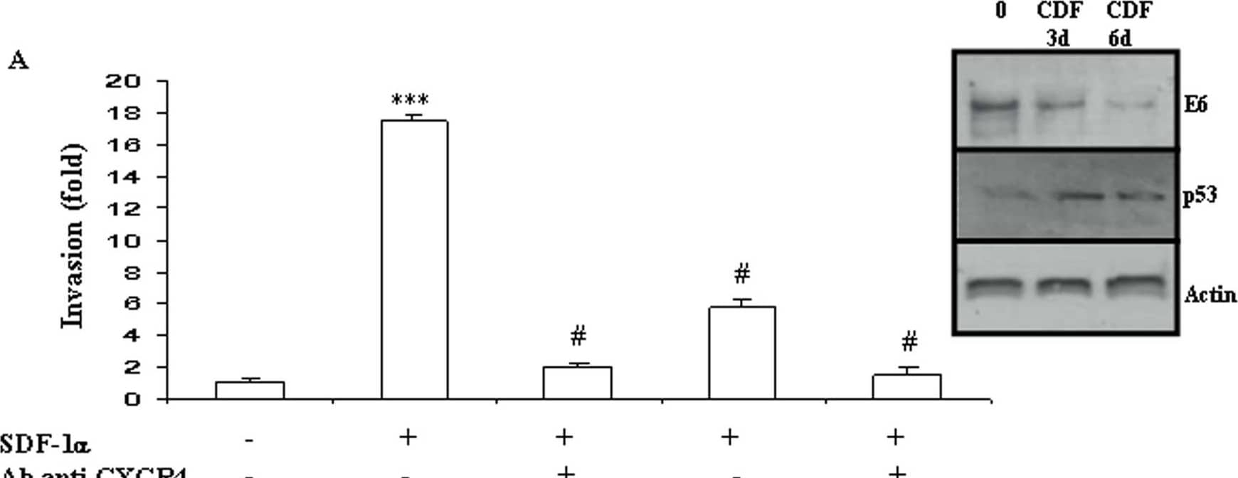 In vitro cell invasion is stimulated by the SDF-1/CXCR4 pathway independently from HPV status.The modulation of E6 expression was monitored using Western-blot in HPV-positive HeLa (A) and TC-1 (B) cells and in HPV-negative B16F10 (C) cells, after 3 and 6 days of incubation with Cidofovir (CDF). Modulation of P53 expression was assessed in HeLa cells after CDF incubation (A). Cell invasion was measured using a Matrigel assay in HeLa (A), TC-1 (B) and B16F10 (C) cells. Recombinant human CXCL12/SDF-1 (100 ng/mL; R&D Systems) was used as chemoattractant and modulation of cell migration was recorded after treatment with CXCR4-blocking antibody or/and Cidofovir (CDF). The invasion rate was determined by counting crystal violet-stained cells. Invasion was stimulated by SDF-1 alpha /CXCR4 independently from the HPV status of the cells but Cidofovir anti-invasive action was restricted to the two HPV-positive cell lines. Three independent experiments with three chambers each time were performed. ***P<0.01, for a statistically true difference, as compared to the untreated group. # P<0.01 compared to SDF-1 alpha -treated group. Image collected and cropped by CiteAb from the following open publication (//pubmed.ncbi.nlm.nih.gov/19325708), licensed under a CC-BY license. Not internally tested by R&D Systems.