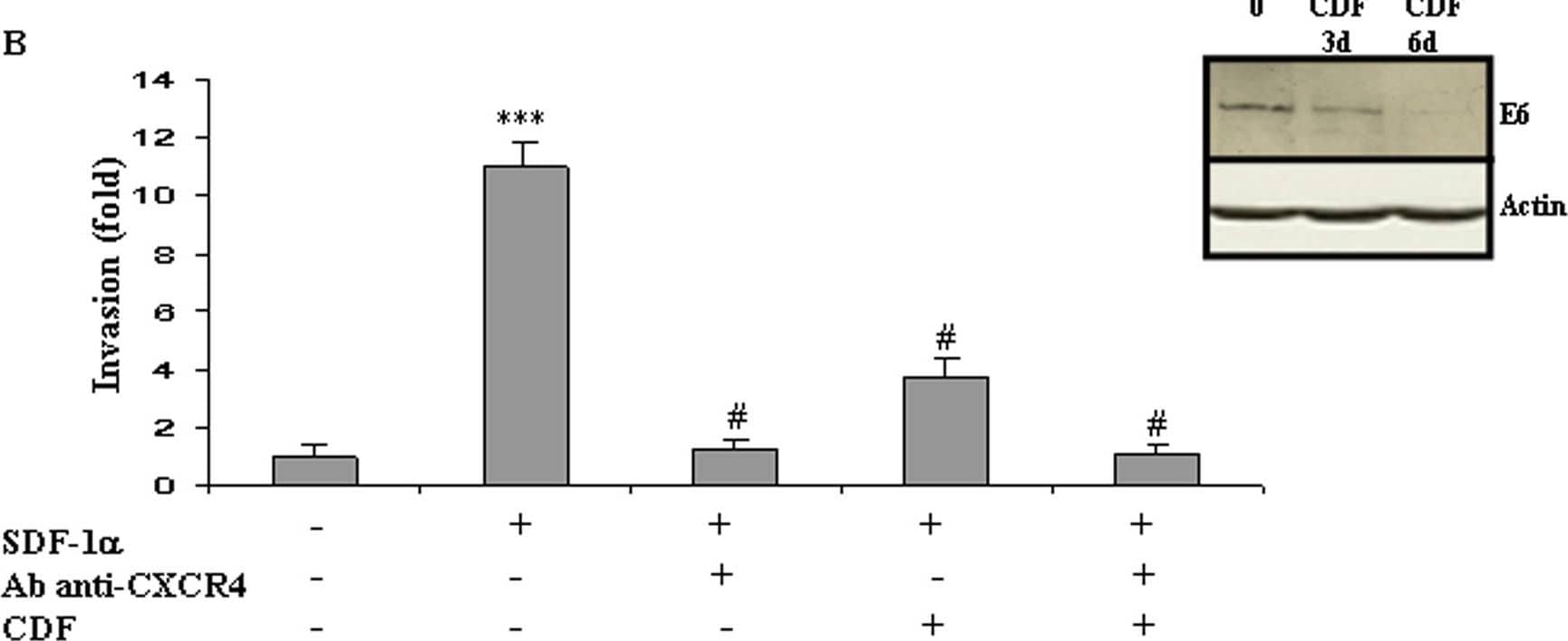 In vitro cell invasion is stimulated by the SDF-1/CXCR4 pathway independently from HPV status.The modulation of E6 expression was monitored using Western-blot in HPV-positive HeLa (A) and TC-1 (B) cells and in HPV-negative B16F10 (C) cells, after 3 and 6 days of incubation with Cidofovir (CDF). Modulation of P53 expression was assessed in HeLa cells after CDF incubation (A). Cell invasion was measured using a Matrigel assay in HeLa (A), TC-1 (B) and B16F10 (C) cells. Recombinant human CXCL12/SDF-1 (100 ng/mL; R&D Systems) was used as chemoattractant and modulation of cell migration was recorded after treatment with CXCR4-blocking antibody or/and Cidofovir (CDF). The invasion rate was determined by counting crystal violet-stained cells. Invasion was stimulated by SDF-1 alpha /CXCR4 independently from the HPV status of the cells but Cidofovir anti-invasive action was restricted to the two HPV-positive cell lines. Three independent experiments with three chambers each time were performed. ***P<0.01, for a statistically true difference, as compared to the untreated group. # P<0.01 compared to SDF-1 alpha -treated group. Image collected and cropped by CiteAb from the following open publication (//pubmed.ncbi.nlm.nih.gov/19325708), licensed under a CC-BY license. Not internally tested by R&D Systems.