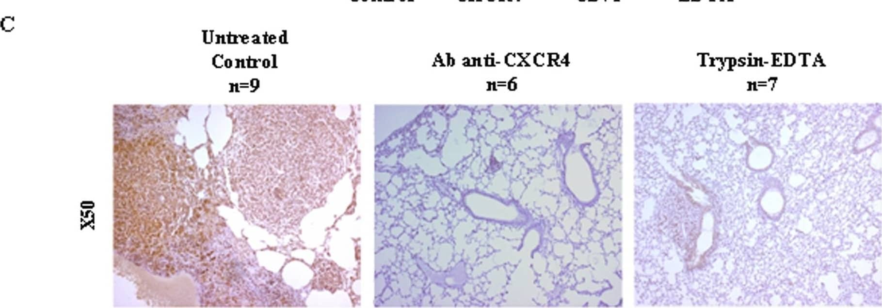 TC-1 cell lung metastasis is mediated by the CXCR4 in vivo.TC-1 cells (1×106) were injected into mice tail veins either without or with pre-treatment with CXCR4-blocking antibody (2B11), irrelevant antibody (CD71), or trypsin/EDTA. (A). Representative Hematoxylin-Eosin-Saffranin (HES)-satined sections of lungs of mice are shown. Digitization of the whole slides was performed for each animal/treatment type. Histopathological analysis was done after delineation of metastases (dashed line) vs whole lung area (B) on each HES-stained section with the ImageJ software. The lung metastasis indices within each cohort of mice are expressed as fold decrease (+/−SEM) over untreated controls ***P<0.01. (C) Representative sections of CXCR4 immunostaining are shown. Image collected and cropped by CiteAb from the following open publication (//pubmed.ncbi.nlm.nih.gov/19325708), licensed under a CC-BY license. Not internally tested by R&D Systems.