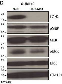 Silencing of LCN2 impairs cell cycle‐associated proteins. (A) The top proteins downregulated in LCN2‐silenced cells compared with control cells after RPPA proteomic analysis. (B) Gene set enrichment analysis of RPPA data identified pathways that are enriched or downregulated in control vs LCN2‐silenced SUM149 cells. (C) STRING interaction network of predicted active kinases based on enrichment of kinase substrates and protein interactions identified using KEA. The confidence of the interaction is reflected by the edge thickness. Based on node distribution analysis, four central proteins were identified (MAPK1, MAPK8, RPS6KB1, and MTOR). (D) Silencing of LCN2 in SUM149 cells reduced pMEK and pERK expression. Image collected and cropped by CiteAb from the following open publication (//pubmed.ncbi.nlm.nih.gov/34342930), licensed under a CC-BY license. Not internally tested by R&D Systems.