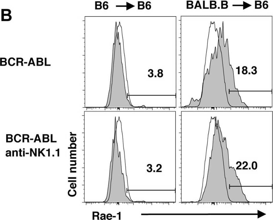 NK cell mediated non-self or induced-self recognition does not impact the expansion of BCR-ABL1+ cells.(A) The bar graph shows the mean absolute number (±SD) of B6 Dd (H-2bDd, CD45.1)-derived myeloid cells expressing BCR-ABL1 (GFP) in B6 (H-2b, CD45.2) recipients at day 8 after transplantation (MHC-I different, non-self recognition). (B) The expression of Rae-1 NKG2D ligands was determined on B6 (left) or BALB.B (right)-derived myeloid cells (CD11b+) expressing BCR-ABL1 on day 8 after transplantation into B6 mice (gray fill). Open histograms depict background staining on BM-derived CD11b+ cells of normal B6 mice. (C) The bar graph shows the mean absolute number (±SD) of BABL.B (H-2b, CD45.2)-derived myeloid cells expressing GFP (either control or BCR-ABL1) in B6 (H-2b, CD45.1) recipients at day 8 after transplantation (MHC-I matched, unrelated, induced-self recognition). Image collected and cropped by CiteAb from the following open publication (//pubmed.ncbi.nlm.nih.gov/22132120), licensed under a CC-BY license. Not internally tested by R&D Systems.