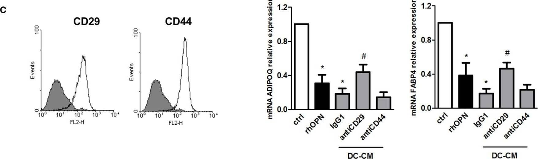 DC-conditioned medium inhibits mesenchymal stromal cells (MSC) differentiation into adipocytes through osteopontin release. (A) MSCs were cultured for 15 days in adipocyte differentiation medium in the presence of 30% DC-CM or RPMI (control condition, ctrl) and stained with Oil Red O to reveal lipid droplets (original magnification 5×) (left panel). Adipocytes were counted in five random fields from one representative well per group (middle panel) and Oil Red O extracted with isopropanol was measured at optical density 490 (right panel) (mean ± SEM of four independent wells). *p < 0.05 vs. ctrl by Student’s t-test. (B) The mRNA levels of ADIPOQ, FABP4, and PPAR gamma 2 were analyzed by real-time PCR at days 5 and 12 of culture. Data were shown as means ± SEM (n = 3). *p < 0.05 vs. ctrl by Student’s t-test. (C) MSCs were examined for the expression of CD29 and CD44 by flow cytometry (gray area, isotype control; white area, specific antibody). MSCs were induced by adipogenic differentiation medium in control condition, with rhOPN or DC-CM in the presence or the absence of the indicated antibodies. Relative mRNA expression of ADIPOQ and FABP4 was measured by real-time PCR on day 12 of adipogenic induction. RPL13A was used for normalization. Data were shown as means ± SEM (n = 3). *p < 0.05 vs. ctrl; #p < 0.05 vs DC-CM in presence of the isotype control by one-way ANOVA followed by Tukey’s Multiple Comparison Test. Image collected and cropped by CiteAb from the following open publication (//pubmed.ncbi.nlm.nih.gov/29910810), licensed under a CC-BY license. Not internally tested by R&D Systems.
