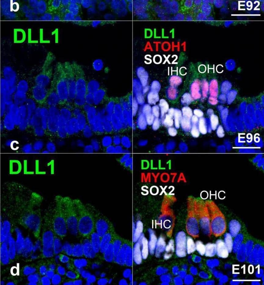 Expression pattern of DLL1 in the developing cochlea of primates. (a) In E87 cochlea, no expression of DLL1 was detected in either ATOH1-positive hair cells or SOX2-positive supporting cells. (b) In contrast, a relatively weak expression of DLL1 was observed in ATOH1-positive hair cells in the E92 cochlea. (c) In E96 cochlea, the expression of DLL1 in hair cells became more pronounced. (d–h) After E101, DLL1 was continuously expressed in hair cells. Nuclei were counterstained with Hoechst (blue). Scale bar: 20 μm. IHC, inner hair cell; OHC, the outer hair cell. (a,b,d,g,h): basal turn, (c,e,f): middle turn. Image collected and cropped by CiteAb from the following open publication (//pubmed.ncbi.nlm.nih.gov/37351521), licensed under a CC-BY license. Not internally tested by R&D Systems.