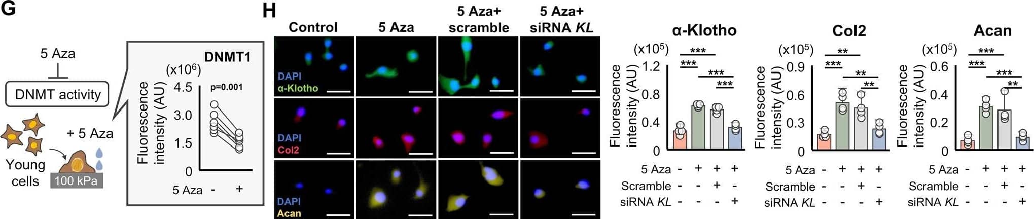 Epigenetic regulation of  alpha -Klotho by stiff matrix disrupts chondrocytes health. A Stiff substrates downregulated Klotho expression and increased Klotho promoter methylation as well as global DNA methylation in young chondrocytes (n = 3/group). B Stiff substrates increased DNMT1 expression in young chondrocytes as quantified by immunofluorescence (n = 5/group; 30–50 cells per individual sample). Scale bar: 20 μm. C Stiff substrates increased binding of DNMT1 at Klotho promoter in young chondrocytes quantified by chromatin immunoprecipitation (ChIP) analyses (n = 4/group). D Stiff substrates increased binding of RNA Polymerase II (Pol II), active chromatin mark H3K4M2, and c-MYC, but not the repressive chromatin mark, H3K9M2, at the Dnmt1 promoter in young chondrocytes, as quantified by ChIP analyses (n = 4/group). E, F siRNA Dnmt1 treatment inhibited the deleterious effect of a stiff microenvironment on  alpha -Klotho, type II collagen (Col2), and aggrecan (Acan) expression, as quantified by immunofluorescence (n = 4/group; 40–50 cells per individual sample). Scale bar: 50 μm. G, H 5-Aza-2’-deoxycytidine (5 Aza) treatment inhibits the deleterious effect of a stiff microenvironment on  alpha -Klotho, Col2, and Acan expression. The effects of 5 Aza treatment were blocked when combined with siRNA Klotho (siRNA KL) treatment. Data were quantified by immunofluorescence (n = 4/group; 30–45 cells per individual sample). Scale bar: 50 μm. Statistical analyses were performed using a linear mixed effect model (A–D), two-tailed paired t test (E–G) or analysis of variance with post-hoc Tukey–Kramer test (H). **p < 0.01, ***p < 0.001. Data are presented as means ±95% confidence intervals. Source data are provided as a Source Data file. Image collected and cropped by CiteAb from the following open publication (//pubmed.ncbi.nlm.nih.gov/36627269), licensed under a CC-BY license. Not internally tested by R&D Systems.