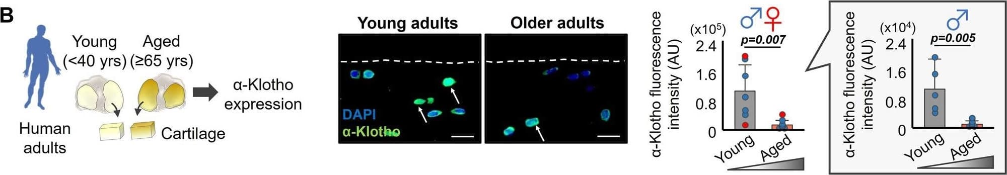 Age-related declines in  alpha -Klotho are associated with cartilage degeneration in male mice. A Aging induced a progressive decline of  alpha -Klotho in the murine medial tibia (n = 5/sex/age). White arrows indicate  alpha -Klotho-positive chondrocytes. White dashed lines indicate cartilage surface. AC articular cartilage. Scale bar: 10 μm.  alpha -Klotho expression per cell was quantified by immunofluorescence (50–100 cells per mouse). B Cartilage in older adults (≥65 years old; 71.9 ± 2.91 years; n = 7 [1 female]) displayed reduced  alpha -Klotho expression compared to young adults (<40 years old; 27.6 ± 6.85 years; n = 7 [2 females]). Scale bar: 20 μm.  alpha -Klotho expression per cell was quantified by immunofluorescence (30–70 cells per cartilage sample). C Loss-of function in Klotho (Klotho+/−) triggered murine cartilage degeneration in a sex-dependent manner (young, n = 7 for wild-type [3 females], n = 10 for Klotho+/− [5 females]; middle-aged, n = 10 for wild-type [5 females], n = 8 for Klotho+/− [5 females]). Black arrows indicate cartilage surface disruption. AC articular cartilage. Scale bar: 50 μm. Statistical analyses were performed using linear regression (A), two-way ANOVA (C), and a two-tailed Student t test (B). Age-sex interaction was not significant for   alpha -Klotho expression in mice (A, p = 0.468). Data are presented as means ± 95% confidence intervals. Source data are provided as a Source Data file. Image collected and cropped by CiteAb from the following open publication (//pubmed.ncbi.nlm.nih.gov/36627269), licensed under a CC-BY license. Not internally tested by R&D Systems.