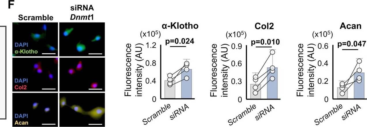 Epigenetic regulation of  alpha -Klotho by stiff matrix disrupts chondrocytes health. A Stiff substrates downregulated Klotho expression and increased Klotho promoter methylation as well as global DNA methylation in young chondrocytes (n = 3/group). B Stiff substrates increased DNMT1 expression in young chondrocytes as quantified by immunofluorescence (n = 5/group; 30–50 cells per individual sample). Scale bar: 20 μm. C Stiff substrates increased binding of DNMT1 at Klotho promoter in young chondrocytes quantified by chromatin immunoprecipitation (ChIP) analyses (n = 4/group). D Stiff substrates increased binding of RNA Polymerase II (Pol II), active chromatin mark H3K4M2, and c-MYC, but not the repressive chromatin mark, H3K9M2, at the Dnmt1 promoter in young chondrocytes, as quantified by ChIP analyses (n = 4/group). E, F siRNA Dnmt1 treatment inhibited the deleterious effect of a stiff microenvironment on  alpha -Klotho, type II collagen (Col2), and aggrecan (Acan) expression, as quantified by immunofluorescence (n = 4/group; 40–50 cells per individual sample). Scale bar: 50 μm. G, H 5-Aza-2’-deoxycytidine (5 Aza) treatment inhibits the deleterious effect of a stiff microenvironment on  alpha -Klotho, Col2, and Acan expression. The effects of 5 Aza treatment were blocked when combined with siRNA Klotho (siRNA KL) treatment. Data were quantified by immunofluorescence (n = 4/group; 30–45 cells per individual sample). Scale bar: 50 μm. Statistical analyses were performed using a linear mixed effect model (A–D), two-tailed paired t test (E–G) or analysis of variance with post-hoc Tukey–Kramer test (H). **p < 0.01, ***p < 0.001. Data are presented as means ±95% confidence intervals. Source data are provided as a Source Data file. Image collected and cropped by CiteAb from the following open publication (//pubmed.ncbi.nlm.nih.gov/36627269), licensed under a CC-BY license. Not internally tested by R&D Systems.