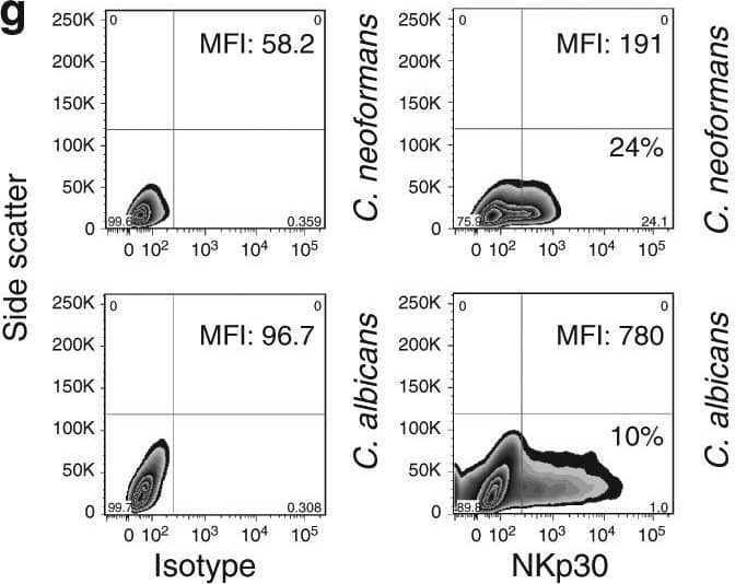 Flow Cytometry NKp30/NCR3 Antibody (210845) [Unconjugated]