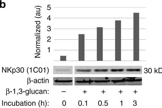Western Blot NKp30/NCR3 Antibody (210845) [Unconjugated]