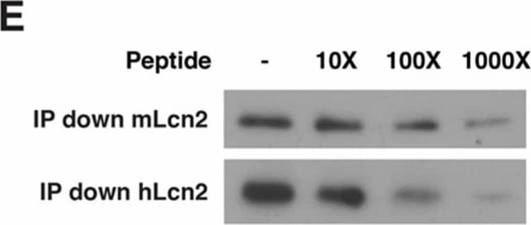 Epitope mapping of LCN2 mAb. (A) ELISA quantification of relative binding of LCN2 mAb to 56 peptides covering the mouse LCN2 protein (n = 3); (B) The combined sequences of peptides 22–24 are shown in red at amino acids 64–84 of the mouse LCN2 protein. The N-terminal signal peptide that was cleaved prior to the secretion of the protein is underlined and not included in the epitope mapping. Cys-78 and Cys-177 forming an intramolecular disulfide bond (blue); (C) Alignment of the LCN2 mAb epitope sequences from mouse, rat, and human LCN2 homologs. Conserved amino acids are underlined. Amino acids interacting with siderophore are highlighted in pink. Conserved cysteines are highlighted in blue; (D) The crystal structure of human LCN2 protein containing a siderophore (black) and an iron (orange). The epitope of LCN2 mAb, highlighted in red, is located in the  beta 3 and  beta 4 strands. The side chains of amino acids bound with siderophore are colored in pink. An intramolecular disulfide bond formed between Cys-78 in the epitope and Cys-177 near the C-terminal (blue); (E) Representative Western blot showing that increased concentrations of epitope peptides from mouse (YNVTSILVRDQDQGCRYWIRT) and human (YNVTSVLFRKKKCDYWIRT) tissue reduced the level of immunoprecipitated mouse (mLCN2) or human LCN2 protein (hLCN2). Image collected and cropped by CiteAb from the following publication (//pubmed.ncbi.nlm.nih.gov/32872405), licensed under a CC-BY license. Not internally tested by R&D Systems.