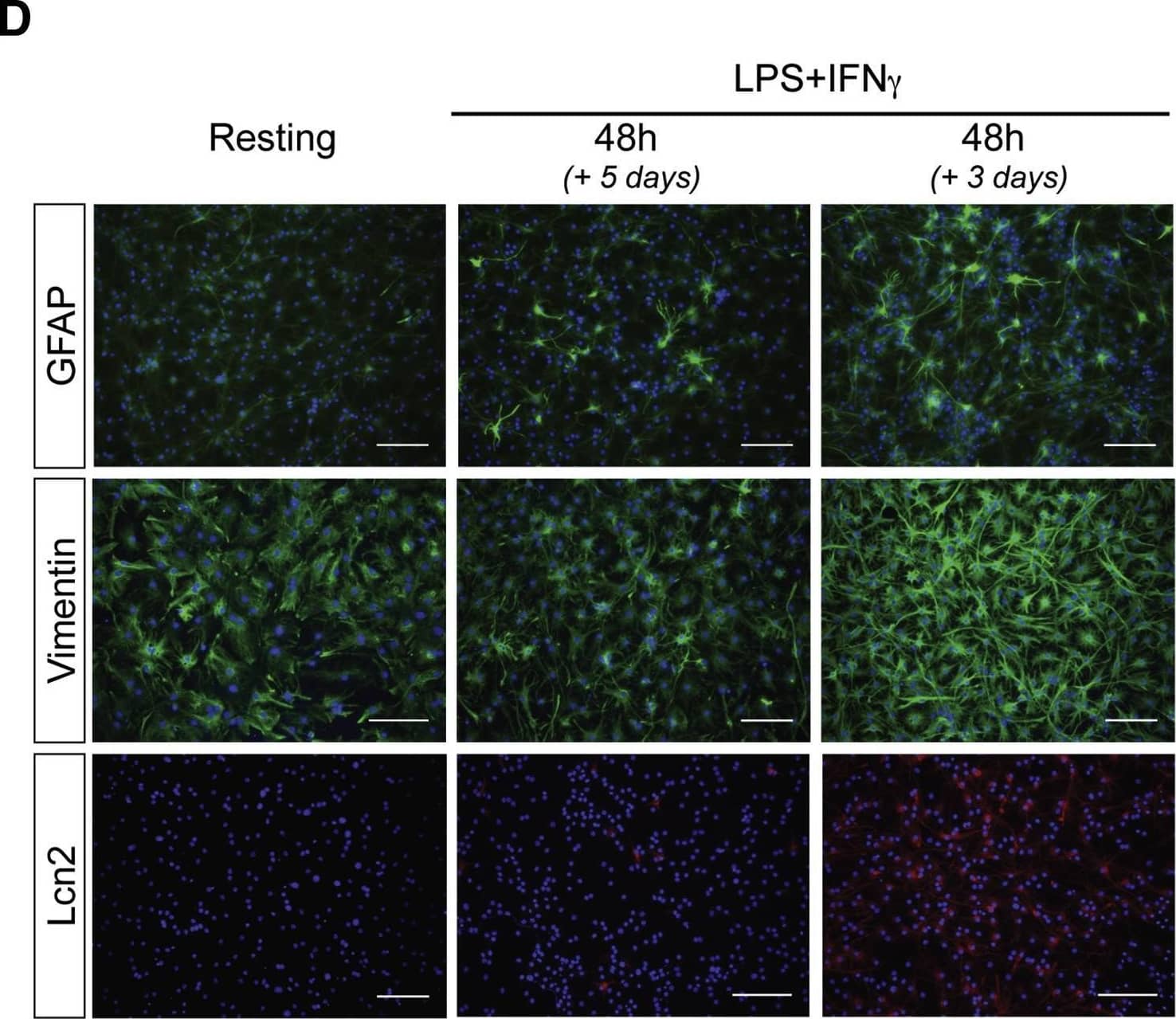 Response of Low-FBS/+FGF2 Cultured Astrocytes to LPS+IFN-gamma  Stimulation at the Protein Level(A) Representative western blot illustrating temporal induction of pSTAT3 upon 1 and 48 hr of treatment with LPS+IFN-gamma . (B and C) Representative western blots of activation markers in resting versus LPS+IFN-gamma -stimulated low-FBS astrocytes: (B) Lcn2 expression in resting and 24-hr-stimulated astrocytes; and (C) GFAP and Vim levels under resting conditions and following 48 hr of activation followed by 3 or 5 days of rest.  beta -Actin was used as a loading control. (D) Representative immunofluorescence micrographs of GFAP, Vim, and Lcn2 immunoreactivity in resting and activated conditions (GFAP/Vim: green; Lcn2: red; DAPI nuclear stain: blue). Scale bars, 100 μm. (E) Secreted IL-6 as measured by ELISA, resting versus activated conditions, at 48 and 120 hr post-stimulation. Data are expressed as the mean of n ≥ 3 biological replicates ± SD. *p ≤ 0.05, relative to non-activated control samples (multiple t tests with statistical significance determined using the Holm-Sidak method,  alpha  = 0.05). Image collected and cropped by CiteAb from the following open publication (//pubmed.ncbi.nlm.nih.gov/29499926), licensed under a CC-BY license. Not internally tested by R&D Systems.