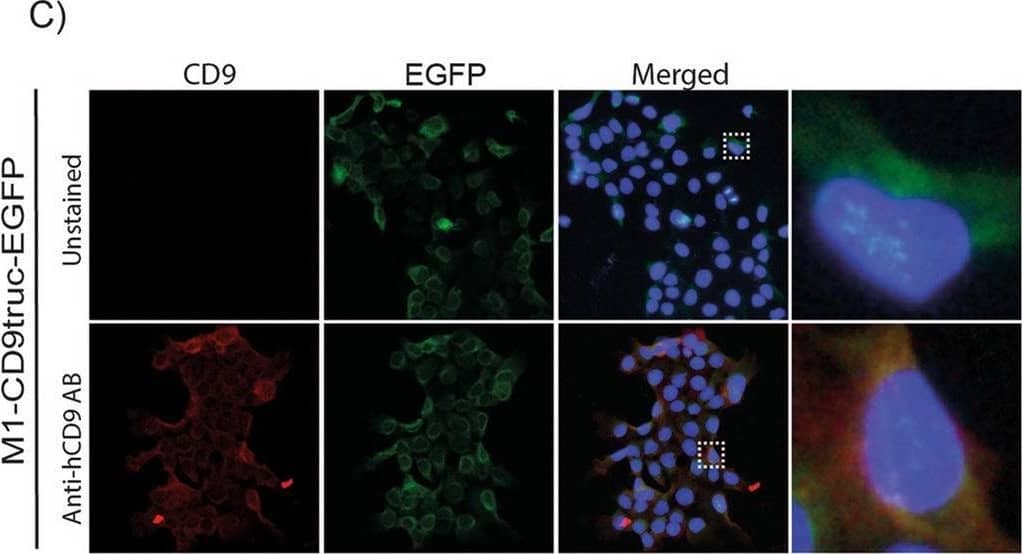 Immunocytochemistry/ Immunofluorescence CD9 Antibody (209306) [Unconjugated]