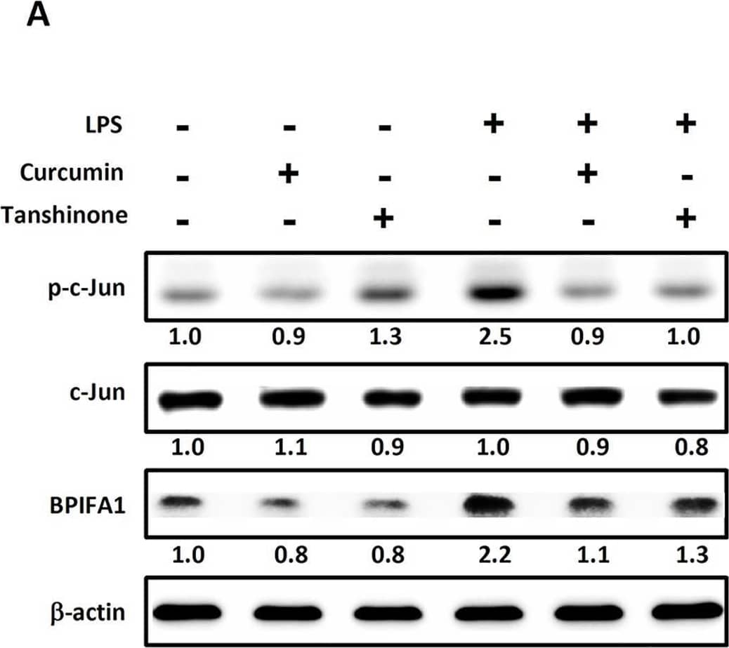 AP-1 is involved in LPS-induced BPIFA1 expression. Cells were pretreated with 10 μM curcumin or tanshinone (inhibitors of c-Jun) for 30 min, followed by incubation with LPS (10 μg/ml) for 2 h. Protein expression levels were determined using western blot and normalized to those of  beta -actin. The expression level of each protein is quantified by signal intensity and is indicated at the bottom of each lane. The quantitative analysis of western blot for three independent experiments was shown in S3 Fig. ANOVA with Tukey’s test was used to compare the overall difference between the groups. P < 0.05 was considered statistically significant. (B) Cells were transfected with AP-1-Luc reporter and incubated with LPS (10 μg/ml) for another 2 h. Cell lysates were subjected to luciferase activity assays to determine AP-1 luciferase activity. The results represented mean and standard deviation values from three independent experiments. *, P < 0.05 compared between two groups. Image collected and cropped by CiteAb from the following open publication (//pubmed.ncbi.nlm.nih.gov/26646664), licensed under a CC-BY license. Not internally tested by R&D Systems.