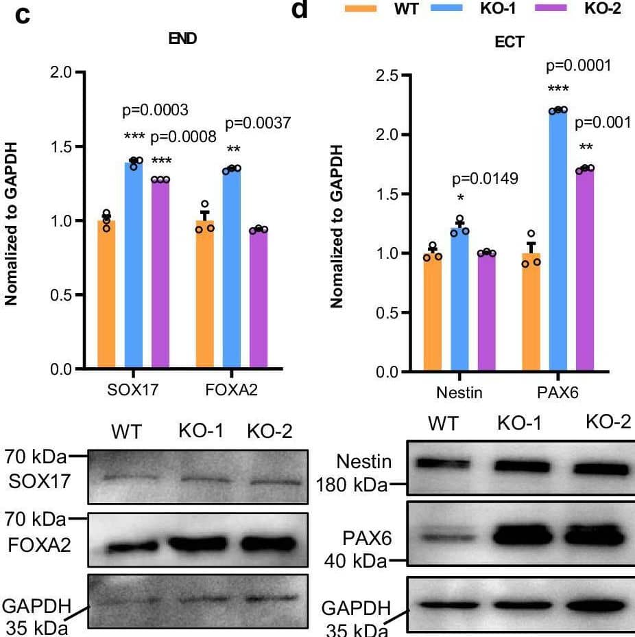 VAMP5 KO doesn’t impair the stemness of ESCs.a–d Representative western blot images of VAMP5 KO potentially impair the related markers expression in hESCs (a) and also after differentiated into mesoderm (MES) (b), endoderm (END), (c) and ectoderm (ECT) (d). Data are represented as mean ± SEM, n = 3 biological replicates in each group. Student’s two tailed t test was used. No adjustments for multiple comparisons were made, as only two groups were compared. *p < 0.05, **p < 0.01, ***p < 0.001, ****p < 0.0001. e PCA of the transcriptomic comparison of VAMP5 WT and KO in hESCs and followed differentiated three germ layers, n = 3 in each cell type. f Representative heatmap of hESCs and three germ layers related markers comparison of VAMP5 WT and KO in hESCs and followed differentiated three germ layers. g Immunofluorescence staining for lineage differentiation from VAMP5 WT and KO hESCs to mesoderm derived smooth muscles cells (markers of  alpha -SMA and Transgelin), endoderm derived alveolar type II cells (markers of EpCAM and SP-B), and ectoderm derived neuron cells ( beta 3 tubulin and MAP2). The results are representative of three independent experiments. Scale bars, 50 μm. KO, knock-out; WT, wild-type. Image collected and cropped by CiteAb from the following open publication (//pubmed.ncbi.nlm.nih.gov/40624080), licensed under a CC-BY license. Not internally tested by R&D Systems.