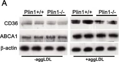 The cholesterol metabolism in macrophages.(A) Immunoblotting of CD36 and ABCA1 in peritoneal macrophages and foam cells and (B) The density of the protein band was quantitated. (C) Immunoblotting of HSL and ATGL in peritoneal macrophages and foam cells and (D) the density of the protein bands was quantitated. (E) The rate of cholesterol ester hydrolysis in peritoneal macrophages from Plin1+/+ and Plin1-/- mice. (F) Time-course of cholesterol efflux to ApoA-I in peritoneal macrophages from Plin1+/+ and Plin1-/- mice. * p < 0.05, ** p < 0.01 for Plin-/- vs. Plin+/+. Image collected and cropped by CiteAb from the following open publication (//pubmed.ncbi.nlm.nih.gov/25855981), licensed under a CC-BY license. Not internally tested by R&D Systems.