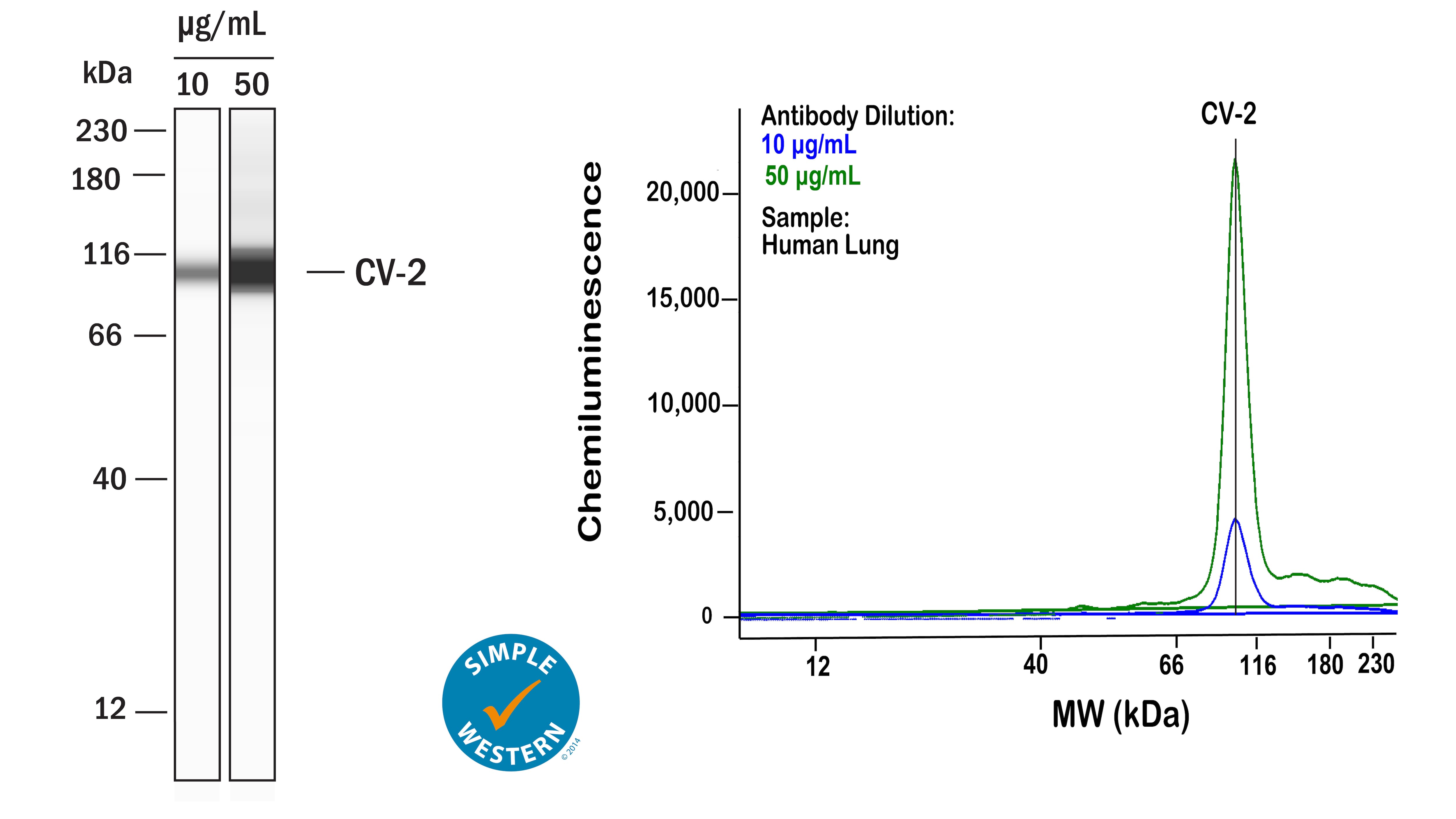 Left: Simple Western lane view shows lysates of human lung, loaded at 1 mg/ml. A specific band was detected for Crossveinless‑2/CV‑2 at approximately 103 kDa (as indicated) using both 10 µg/ml and 50 µg/ml of Rat Anti-Human Crossveinless‑2/CV‑2 Monoclonal Antibody (Catalog # MAB1956) followed by 1:50 dilution of HRP-conjugated Anti-Rat IgG Secondary Antibody (Catalog # HAF005) in Milk-free Antibody Diluent (Catalog # 043-524). This experiment was conducted under reducing conditions and using the 12-230kDa separation system. Right: Simple Western electropherogram showing the same Rat Anti-Human Crossveinless‑2/CV‑2 Monoclonal Antibody (Catalog # MAB1956) tested at 10 µg/ml (blue line) and 50 µg/ml (green line) in the human lung.
