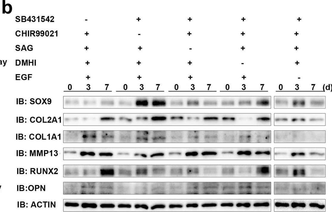 Western Blot RUNX2/CBFA1 Antibody (232902) [Unconjugated]
