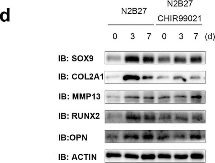 Western Blot RUNX2/CBFA1 Antibody (232902) [Unconjugated]
