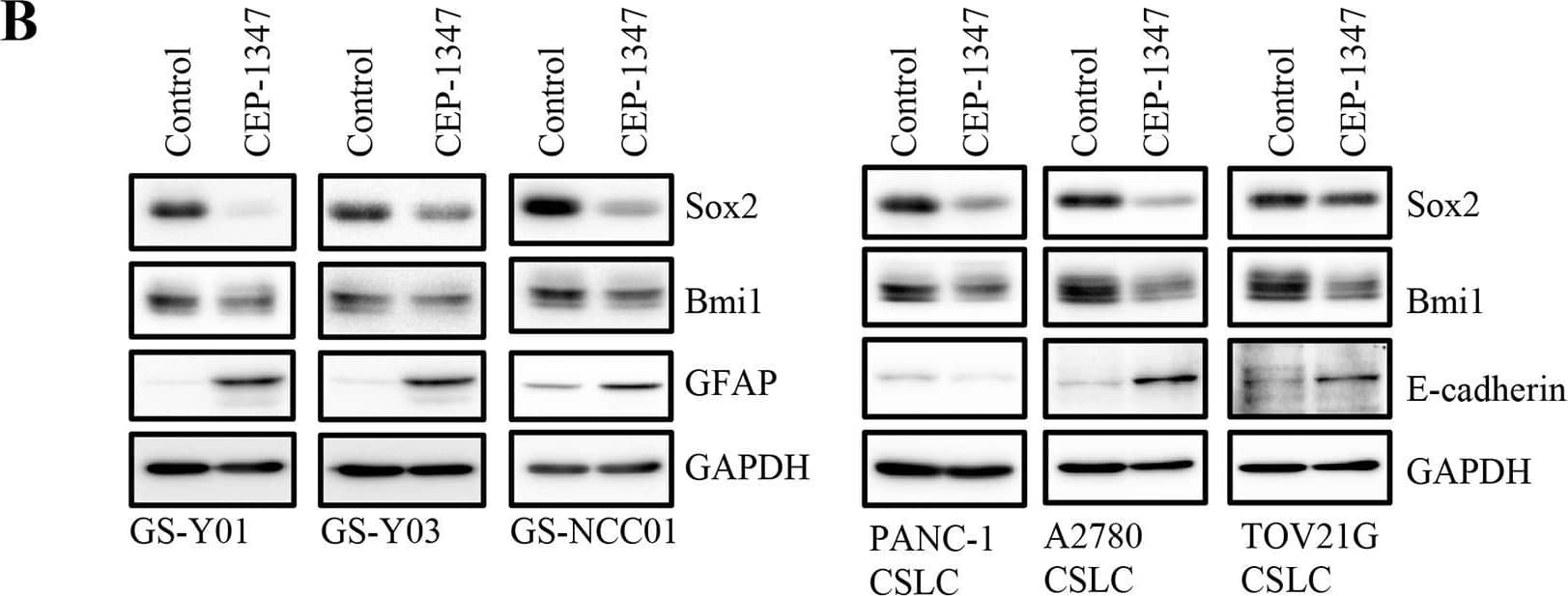 Western Blot SOX2 Antibody (245610) [Unconjugated]