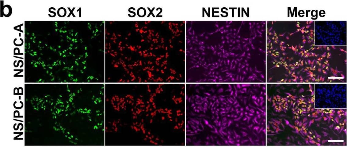 Characterization of NS/PCs derived from hiPSCs. b, Representative images (b)  of immunocytochemical analysis of hiPSC-NS/PCs (NS/PC-A & NS/PC-B) using antibodies against SOX1, SOX2, & NESTIN. Inset: Hoechst nuclear staining of the same field. Scale bar, 50 μm. Image collected & cropped by CiteAb from the following open publication (//pubmed.ncbi.nlm.nih.gov/37286713), licensed under a CC-BY license. Not internally tested by R&D Systems.