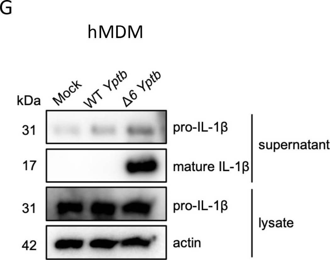 Yptb effectors enable evasion of T3SS-dependent inflammasome activation in human cells. BMDMs (A), Caco-2 cells (B, D, and E), or primary hMDMs from three healthy human donors (C, F, and G) were infected with PBS (mock), WT Yptb, or  delta 6 Yptb. (A–C) Cell death was measured as percentage of cytotoxicity normalized to cells treated with 2% triton at 6 hpi. (D) Release of IL-18 into the supernatant was measured by ELISA at 6 hpi. (E) Lysates and supernatants collected 6 hpi were immunoblotted for IL-18 and  beta -actin. (F) Release of IL-1 beta  into the supernatant was measured by ELISA at 6 hpi. (G) Lysates and supernatants collected 6 hpi were immunoblotted for IL-1 beta  and  beta -actin. ns: not significant; *P < 0.05; **P < 0.01 by t-test (A–C) or one-way ANOVA (D and F). Shown are averages and error bars representing the standard deviation from at least three pooled experiments. ANOVA, analysis of variance; BMDMs, bone marrow-derived macrophages; ELISA, enzyme-linked immunosorbent assay; PBS, phosphate-buffered saline. Image collected and cropped by CiteAb from the following open publication (//pubmed.ncbi.nlm.nih.gov/37615436), licensed under a CC-BY license. Not internally tested by R&D Systems.