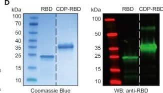 A conjugate vaccine targeting the RBD domain of SARS-CoV-2(A–C) Schematic representation of the RBD (A), CDP (B), and produced CDP-RBD (28.9 kDa) and RBD (22.8 kDa) vaccine proteins (C).(B) CDP is composed of several highly immunogenic clusters originating from three different bacterial proteins (cell division protein ZapB, type-1 fimbrial protein TFP, and small heat shock protein IbpA).(C) The theoretical isoelectric point (pI) and the predicted solubility score (Sol) for each vaccine protein.(D) Coomassie staining after SDS-PAGE (left) and anti-RBD Western blot (right) analysis showing RBD and CDP-RBD.(E) Size-exclusion chromatogram (10/300 GL Superdex 75, Cytiva) showing purified CDP-RBD (black arrow). Image collected and cropped by CiteAb from the following open publication (//pubmed.ncbi.nlm.nih.gov/35813877), licensed under a CC-BY license. Not internally tested by R&D Systems.