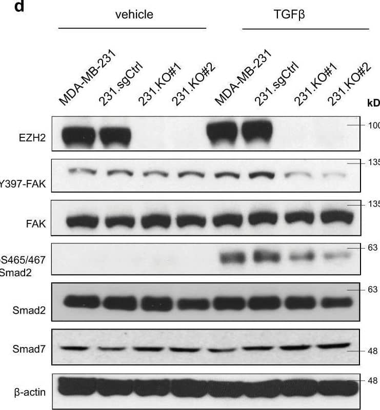 EZH2 increases pS465/467-Smad2 and pY397-FAK levels in response to TGF beta  stimulation.a Western blotting of the expression of the indicated proteins in MDA-MB-231, 231.KO#1, and 231.KO#2 cells treated with a vehicle or TGF beta  (5 ng/mL) for 2 h. b Western blotting of the expression of the indicated proteins in 231.KO#1.vector, 231.KO#1.EZH2, and 231.KO#1.H689A cells treated with a vehicle or TGF beta  (5 ng/mL) for 2 h. c RPPA analysis of MDA-MB-231, 231.sgCtrl, 231.KO#1, and 231.KO#2 cells treated with a vehicle or TGF beta  (5 ng/mL) for 2 h. The heatmap shows the top downregulated proteins in 231.KO#1 and 231.KO#2 cells compared with MDA-MB-231 and 231.sgCtrl cells. d Western blotting of the expression of the indicated proteins in MDA-MB-231, 231.sgCtrl, 231.KO#1, and 231.KO#2 cells treated with a vehicle or TGF beta  (5 ng/mL, 2 h). e Western blotting of the expression of the indicated proteins in MDA-MB-231 cells treated with the FAKi VS-4718 at different concentrations (0–10 μM) and with TGF beta  (5 ng/mL) for 2 h. f Western blotting of the expression of the indicated proteins in 231.shScr, 231.shFAK#2, and 231.shFAK#3 cells treated with TGF beta  (5 ng/mL) for 2 h. Image collected and cropped by CiteAb from the following open publication (//pubmed.ncbi.nlm.nih.gov/35538070), licensed under a CC-BY license. Not internally tested by R&D Systems.