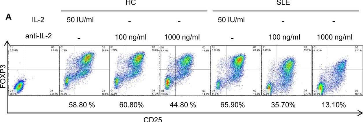 SLE CD4+ T cells are poised to activate IL-2 signaling during Treg differentiation. (A) Naïve CD4+ T cells were isolated from a systemic lupus erythematosus (SLE) patient & matched healthy control (HC) subject, & cultured for 3 days in the presence of anti-CD3/CD28 & TGF-beta  (5 ng/ml) with IL-2 (50 IU/ml) or anti-IL-2 (100 or 1,000 ng/ml). The frequency of CD4+CD25+FOXP3+ cells was determined by flow cytometry. Numbers below the plots represent the frequency of CD4+CD25+FOXP3+ Tregs. The dot plots on the left end represent isotype control staining. (B) CD4+ T cells isolated from matched SLE & HC subjects were cultured for 3 days in the presence of anti-CD3/CD28 & TGF-beta  (20 ng/ml) with or without IL-2 (100 IU/ml) or anti-IL-2 (100 ng/ml). Total STAT5 & its phosphorylation at tyrosine 694 were detected by immunoblotting. Representative immunoblot staining (left panel). The signal intensity of phospho-STAT5 & total STAT5 was normalized to that of actin. The normalized pSTAT5 signal intensity (middle panel) & the ratio of normalized pSTAT5 signal intensity over normalized STAT5 signal intensity (right panel) from 3 pairs of matched HC & SLE subjects. (C) Untouched T cells from matched SLE & HC subjects were cultured for 3 days without anti-CD3/CD28 stimulation. Expression of CD25 & FOXP3 in CD4+ cells were determined by flow cytometry. Representative flow cytometry dot plots are shown (left panel). Cumulative data of frequency of CD4+CD25+FOXP3+ & CD4+CD25+ cells, mean fluorescence intensity (MFI) of CD25 expression in CD4+ T cells, & the proportion of CD4+CD25+FOXP3+ cells among CD4+CD25+ cells from 17 pairs of matched SLE & HC subjects (right panel). Data were analyzed by a paired two-tailed t-test (*p<0.05, **p<0.01, ****p<0.0001). Image collected & cropped by CiteAb from the following open publication (//www.frontiersin.org/articles/10.3389/fimmu.2021.635531/full), licensed under a CC-BY license. Not internally tested by R&D Systems.