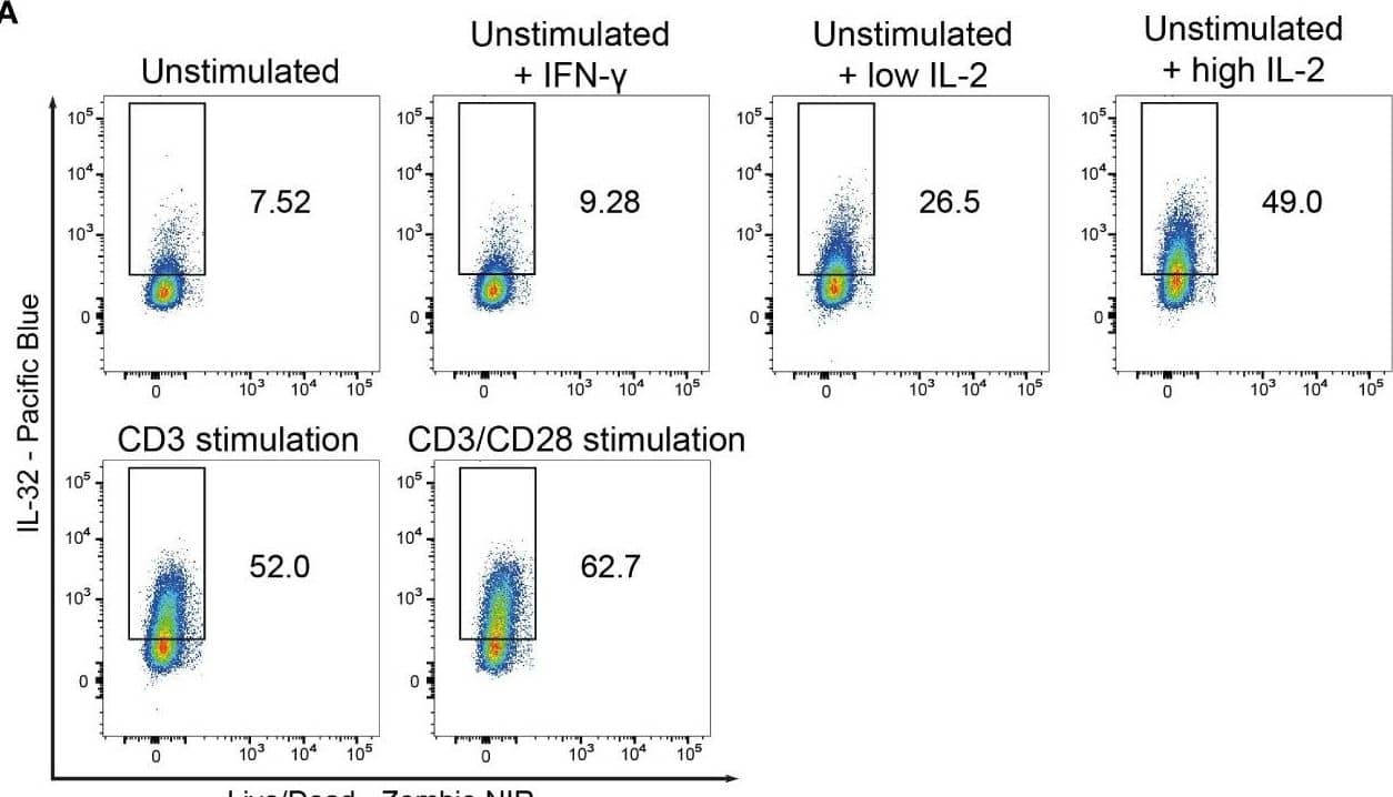 IL-2 induces IL-32 but TCR activation is required for IL-32 secretion. (A) IL-32 expression in CD3+ T  from healthy donors (HDs) after 24 h of resting (unstimulated) either alone or in the presence of IFN-gamma  & low (100 IU/ml) or high (3,000 IU/ml) amounts of IL-2 & after 24 h of either CD3 or CD3/CD28 stimulation determined by ICFC analysis. Representative data from n=2 independent experiments. (B–D) WB analyses of IL-32 expression in cell lysates & IL-32 secretion into the cell culture supernatants (enriched via Amicon Ultracentrifugal filters) by HD CD3+ T  after treatment for 48 h with 500 or 3,000 IU/ml IL-2 alone (low or high IL-2, respectively) or treatment with high IL-2 for 48 h with subsequent CD3/CD28 stimulation for 72 (h) (B) Representative blot of lysates & supernatants (15 µg) from n=2 HDs (#1, #2) next to rIL-32 beta  (4 ng, MW: 23.1 kDa) & rIL-32 gamma  (4 ng, MW: 28.1 kDa). As a loading control, the housekeeping gene GAPDH (MW: 37 kDa) was detected on same blot. (C) Cumulative data of quantified IL-32 beta  expression in cell lysates normalized to GAPDH for n=2–5 HDs, mean+SD, dots depict data from individual experiments, Student’s paired t-test, *p<0.05. (D) Cumulative data of quantified IL-32 beta  secretion into culture supernatants displayed by the Area Under the Curve (AUC) for n=2–5 HDs, mean+SD. (E, F) IL-32 expression in HD T  after resting (Unstim) or CD3/CD28 stimulation alone (Stim) or together with either an  alpha IL-2 neutralizing antibody (Stim +  alpha IL-2) or the respective isotype control (Stim + Isotype) for 24 (h) (E) Representative dot plots depicting IL32+CD25+  among live single T  stimulated in the presence of the isotype or the  alpha IL-2 antibody. (F) Cumulative data showing the frequency of IL-32+CD25+  among live single T , n=2 HDs, Student’s unpaired t-test, *p<0.05. Image collected & cropped by CiteAb from the following open publication (//pubmed.ncbi.nlm.nih.gov/39211051), licensed under a CC-BY license. Not internally tested by R&D Systems.