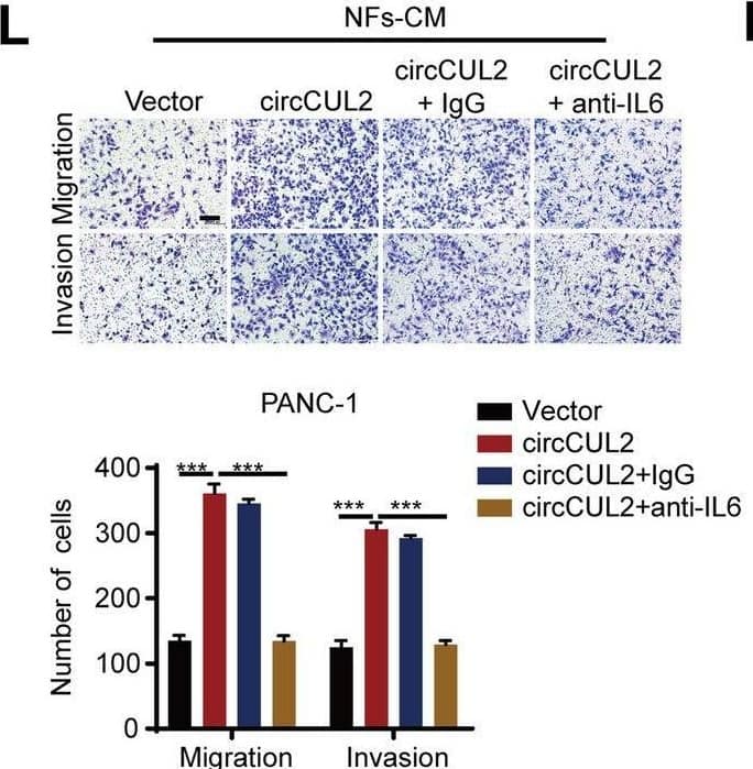 circCUL2 regulates the phenotypic plasticity of CAFs and promote PDAC progression by IL6. A Gene Set Enrichment Analysis (GSEA) of affected signatures in fibroblasts (circCUL2 vs. control). B GSEA plots for inflammatory CAF (iCAF) signatures in circCUL2 overexpression NFs from control. C-D qRT–PCR analysis of iCAF markers (IL6, TNF-alpha  and IL1 alpha ) and myCAF marker (Acta2 and Axin2) expression in circCUL2 overexpression NFs. E Flow cytometric analysis of PDGFR alpha  and  alpha -SMA expression in circCUL2 overexpression NFs. F-H. Representative cytokine arrays for circCUL2-overexpression NFs and control (n = 3). arrows indicate the cytokines with significant changes, which were further confirmed by qRT–PCR and ELISA. I-L EdU assay (I), colony formation (J), Scratch wound healing assays (K) and transwell assays (L) of PANC-1 cells treated with conditioned medium circCUL2-overexpression NFs or anti-IL6. Scale bar, 100 μm. M western blot analysis of STAT3 and p-STAT3 in PANC-1 cells. Data are expressed as the mean ± SD of three independent experiments. **p < 0.01 and ***p < 0.001 (two-tailed Student t-tests) Image collected and cropped by CiteAb from the following open publication (//pubmed.ncbi.nlm.nih.gov/35189958), licensed under a CC-BY license. Not internally tested by R&D Systems.