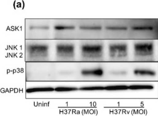 M. tb virulence induces ASK1 expression. Human MDMs were obtained after seven days in culture. 2 × 106 MDMs were infected at MOI 1 and MOI 10 with an avirulent (H37Ra) and MOI 1 and MOI 5 with a virulent (H37Rv) strain of M. tb; 2 × 106 MDMs were not infected as a control (Uninf). At 24 h postinfection, cells were recovered and prepared for Western Blot. Representative Western blot of ASK1, JNK1, JNK2, p-p38, and GAPDH (a). Band densities of ASK1 (b), JNK1 (c), JNK2 (d), and p-p38 (e) were normalized against GAPDH and quantified by densitometry analysis with the ImageJ software. Results are shown in relative units (RU) of concentration. The bar graphs show the mean ± SD from two independent experiments (n = 2 donors and two technical replicates). Statistical analysis was performed using Kruskal–Wallis analysis, followed by Dunn’s post hoc test. * p < 0.05. Image collected and cropped by CiteAb from the following open publication (//pubmed.ncbi.nlm.nih.gov/35631013), licensed under a CC-BY license. Not internally tested by R&D Systems.