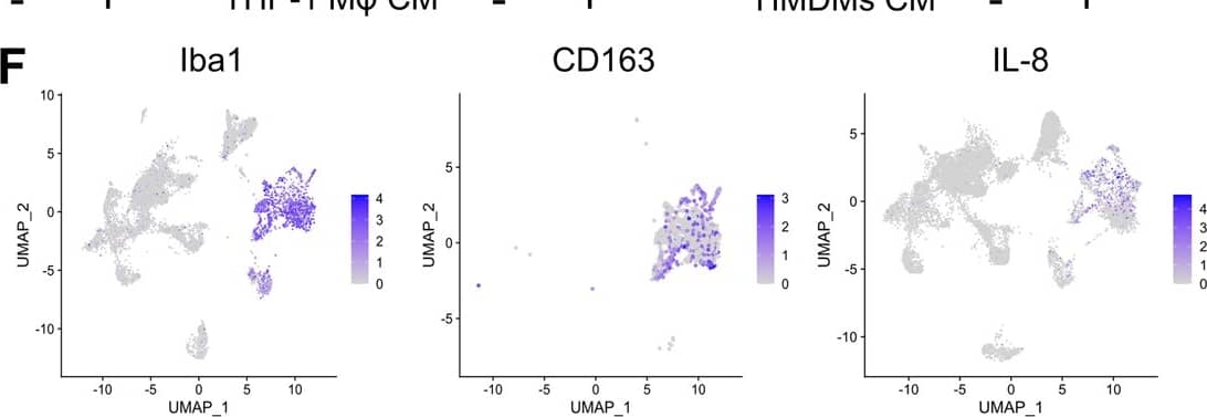 Flow Cytometry CXCL8/IL-8 Antibody (6217) [Unconjugated]
