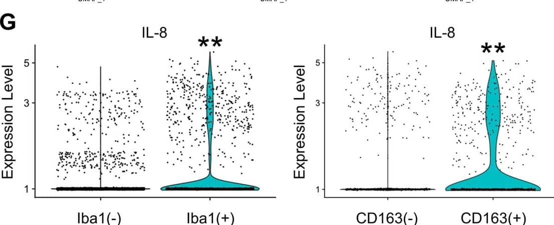 Flow Cytometry CXCL8/IL-8 Antibody (6217) [Unconjugated]
