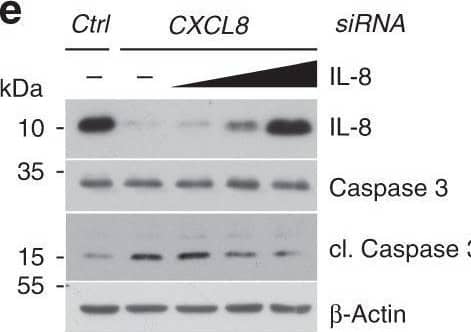 Western Blot CXCL8/IL-8 Antibody (6217) [Unconjugated]