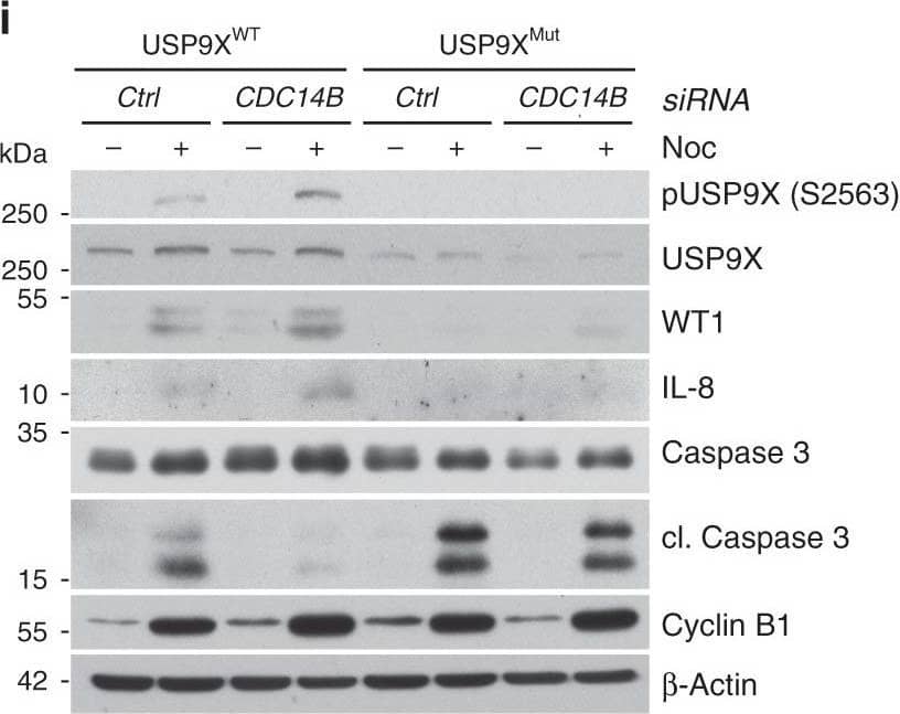 Western Blot CXCL8/IL-8 Antibody (6217) [Unconjugated]
