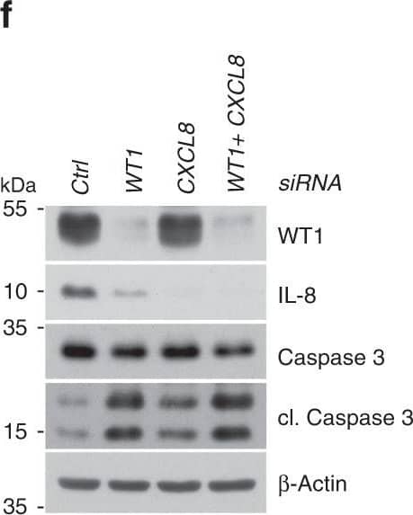 Western Blot CXCL8/IL-8 Antibody (6217) [Unconjugated]