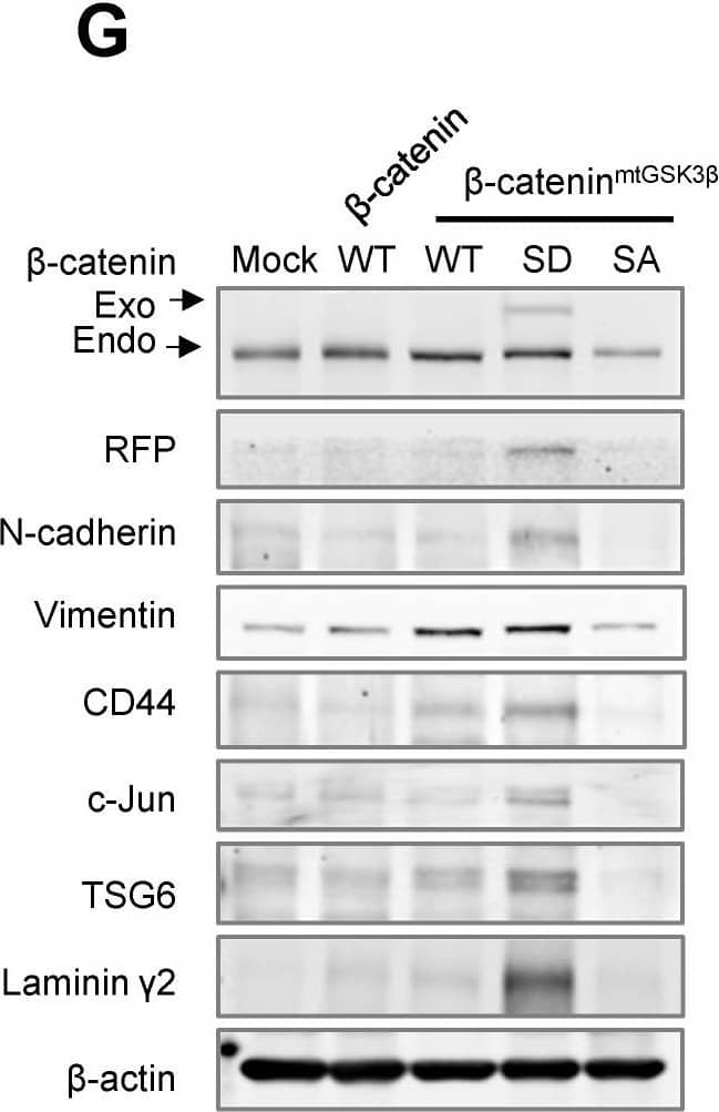 Western Blot TSG-6 Antibody (259820)