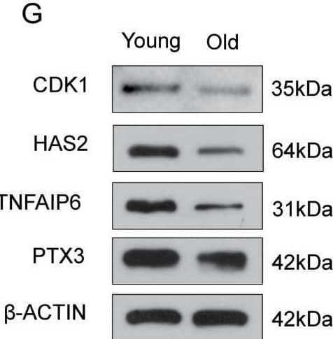 Western Blot TSG-6 Antibody (259820)