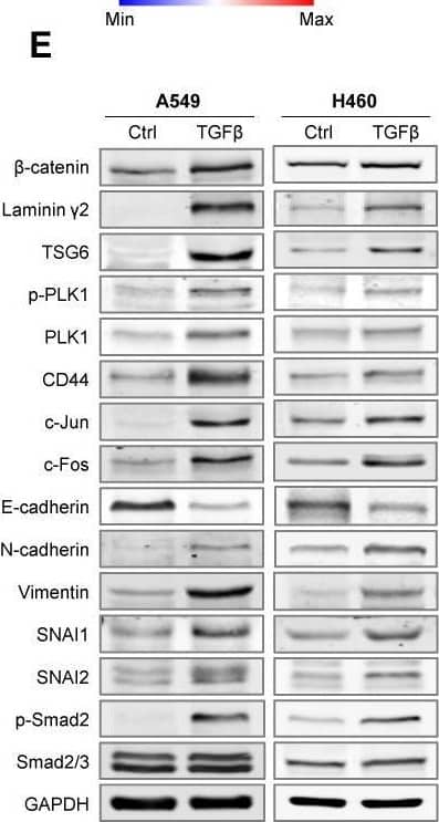 Western Blot TSG-6 Antibody (259820)