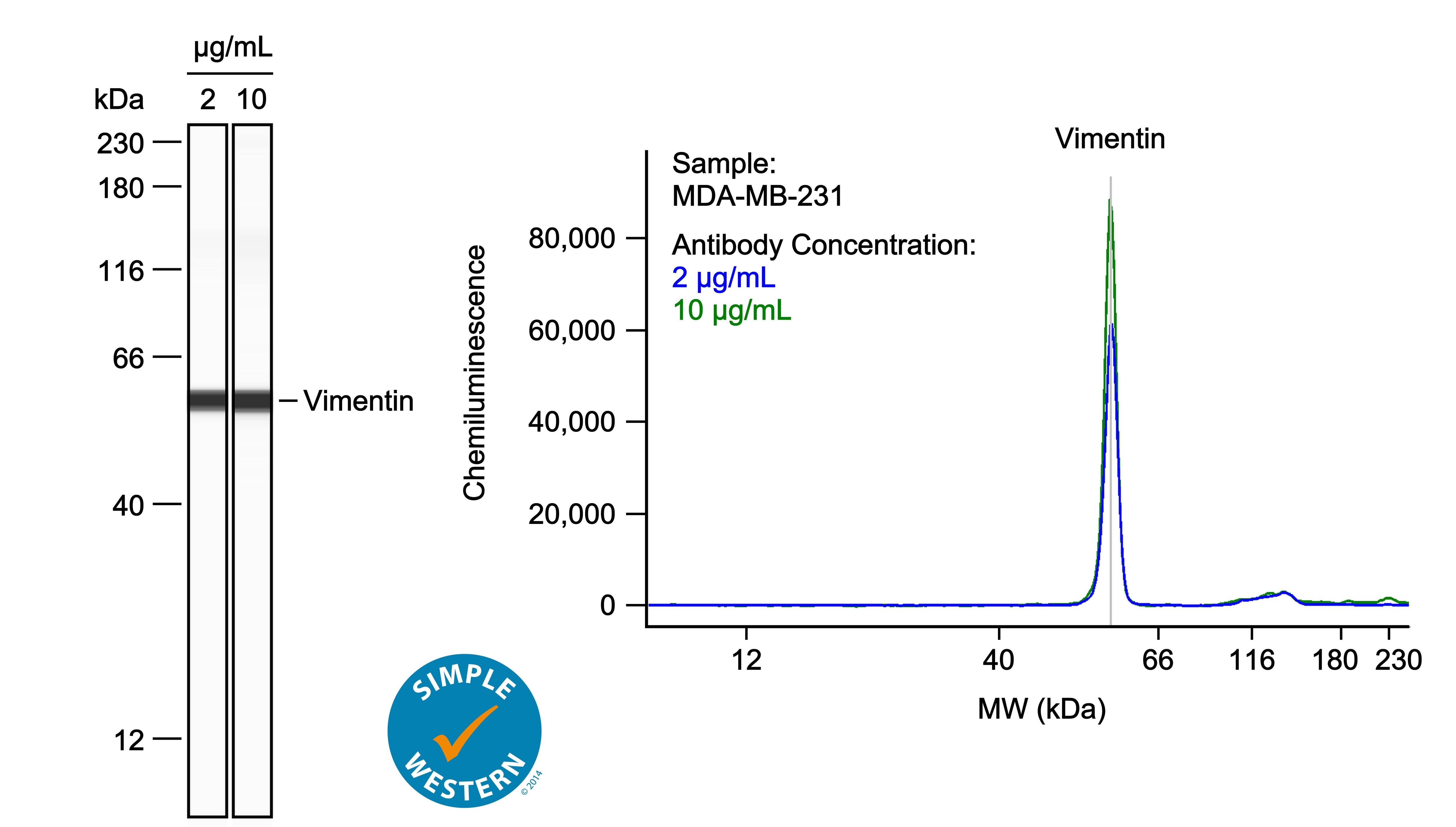Left: Simple Western lane view shows lysates of MDA‑MB‑231 human breast cancer cell line, loaded at 0.1 mg/ml. A specific band was detected for Vimentin at approximately 58 kDa (as indicated) using both 2 µg/ml and 10 µg/ml of Mouse Anti-Human/Mouse/Rat Vimentin Monoclonal Antibody (Catalog # MAB21052) followed by HRP-conjugated Goat Anti-Mouse Secondary Antibody (Catalog # 042-205). This experiment was conducted under reducing conditions and using the 12-230kDa separation system. Right: Simple Western electropherogram showing the same Mouse Anti-Human/Mouse/Rat Vimentin Monoclonal Antibody (Catalog # MAB21052) tested at 2 µg/ml (blue line) and 10 µg/ml (green line) in the MDA‑MB‑231 human breast cancer cell line.