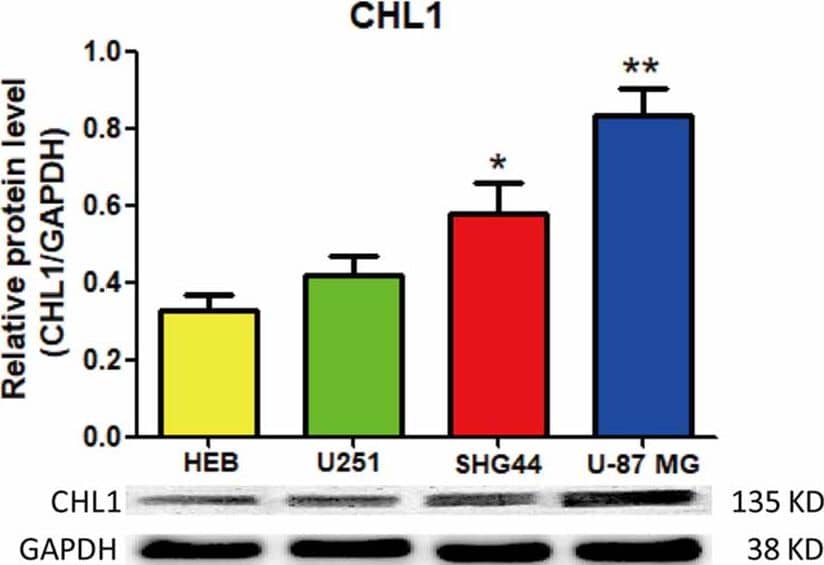 Western blot analysis of the protein levels of CHL1 detected in normal human glial HEB cells and 3 glioma/glioblastoma cell lines. CHL1 was weakly expressed in normal human HEB glial cells. Its levels in all the 3 glioma/glioblastoma cells were higher than that in normal human HEB glial cells, with the statistical significance detected in SHG44 cells (*p < 0.05 vs. HEB cells) and U-87 MG cells (**p < 0.01 vs. HEB cells). n = 3 for each group. Student’s t-test for independent samples was used. Image collected and cropped by CiteAb from the following publication (//journal.frontiersin.org/article/10.3389/fnmol.2017.00324/full), licensed under a CC-BY license. Not internally tested by R&D Systems.