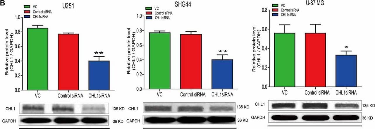 Treatment of siRNA targeting CHL1 in three human glioma cell lines. Total RNA was isolated from U251, SHG44 and U-87 MG cells treated with vehicle control (vc), control siRNA (control siRNA) or siRNA targeting CHL1 (CHL1 siRNA). RT-PCR and Western blot analysis were then used to measure both relative mRNA and protein levels of CHL1. (A) RT-PCR analysis of the mRNA levels of CHL1 in U251, SHG44 and U-87 MG cells treated with vehicle control (vc), control siRNA and siRNA targeting CHL1, and (B) Western blot analysis of the protein levels of CHL1 detected in U251, SHG44 and U-87 MG cells treated with vehicle control (vc), control siRNA and siRNA targeting CHL1. Data are presented as means ± standard error of the mean (SEM) (n = 3, *p < 0.05; **p < 0.01, independent Student’s t-test). Image collected and cropped by CiteAb from the following publication (//journal.frontiersin.org/article/10.3389/fnmol.2017.00324/full), licensed under a CC-BY license. Not internally tested by R&D Systems.