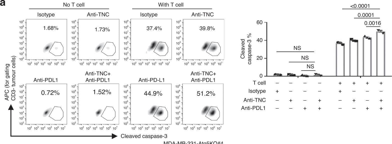 Blockade of TNC sensitizes checkpoint blockade immunotherapy in vitro.a MDA-MB-231-Atg5KO#4 cells were pre-treated with anti-TNC (10 µg per ml) or anti-PD-L1 (10 µg/ml) for 2 h, then co-cultured with CD3/CD28-activated human T cells. Left, representative dot plots of the cleavage of caspase-3 in tumour cells measured by flow cytometry. Right, percentage of cleaved caspase-3+ tumour cells. b MDA-MB-231-Atg5KO#4 cells were pre-treated with anti-TNC (10 µg/ml) for 2 h, then co-cultured with CD3/CD28-activated human T cells in the presence of nivolumab (10 µg/ml). Left, representative dot plots of the cleavage of caspase-3 in tumour cells measured by flow cytometry. Right, percentage of cleaved caspase-3+ tumour cells. c MDA-MB-231-Atg7KO#5 cells were pre-treated with anti-TNC (10 µg/ml) or anti-PD-L1 (10 µg/ml) for 2 h, then co-cultured with P53 antigen-specific activated human T cells. Upper, representative dot plots of the cleaved caspase-3 in tumour cells measured by flow cytometry. Bottom, percentage of cleaved caspase-3+ tumour cells. d MDA-MB-231-WT cells were pre-treated with 50 µM Resveratrol for 24 h, then co-cultured with CD3/CD28-activated human T cells. Upper, representative dot plots of the cleavage of caspase-3 in tumour cells measured by flow cytometry. Bottom, percentage of cleaved caspase-3+ tumour cells. Error bars represent mean ± SEM, n = 3 biological independent samples. The P value was determined by one-way ANOVA with the Dunnett’s multiple comparisons test, no adjustments were made for multiple comparisons. NS no significance. All data are representative of three independent experiments. Image collected and cropped by CiteAb from the following open publication (//pubmed.ncbi.nlm.nih.gov/32732922), licensed under a CC-BY license. Not internally tested by R&D Systems.